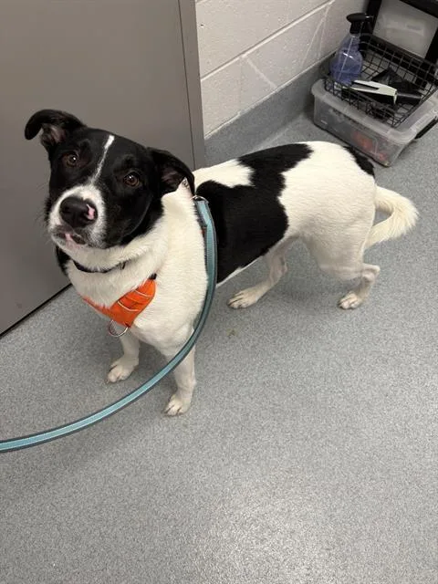A young medium-sized male Australian Cattle Dog / Blue Heeler dog named Oreo for adoption in Indianapolis, IN