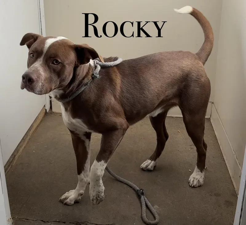 An adult medium-sized male Pit Bull Terrier dog named Rocky for adoption in Craig, CO