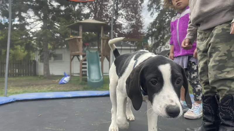 A baby large-sized female Harlequin Coonhound dog named Peaches for adoption in Clinton, WI