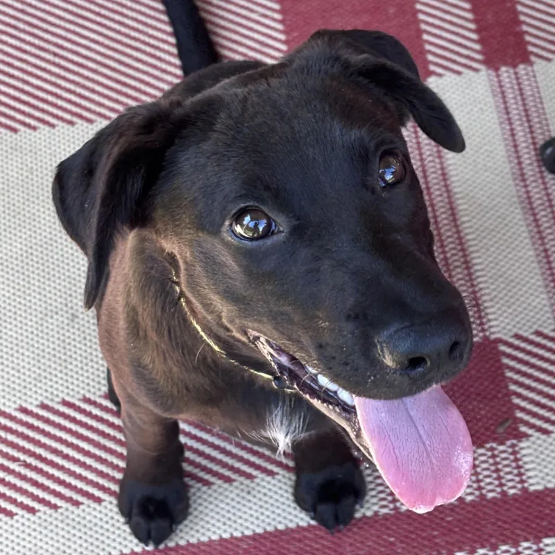 Buddy