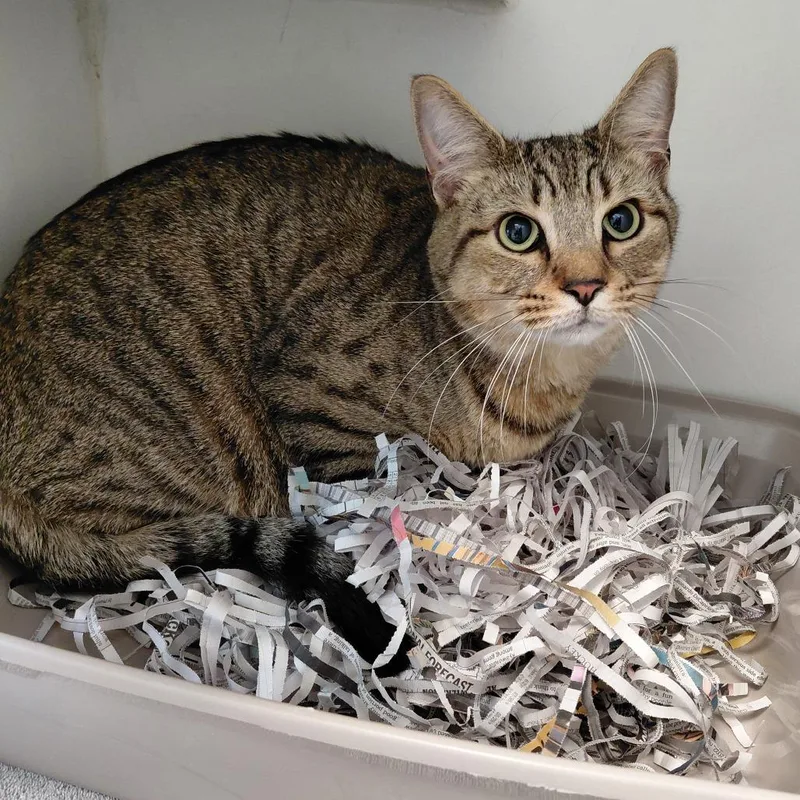 A young large-sized female Brown / Chocolate Domestic Short Hair cat named Max for adoption in Philadelphia, PA