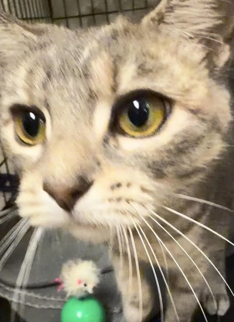 A young medium-sized female Tabby cat named Carmelawillow Grove for adoption in Greenville, DE