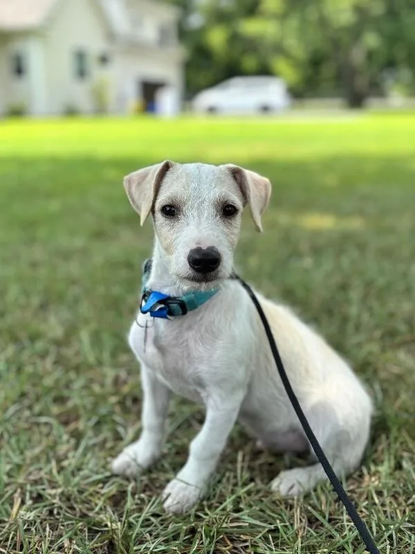 A baby small-sized male White / Cream Jack Russell Terrier dog named Frito for adoption in Aiken, SC