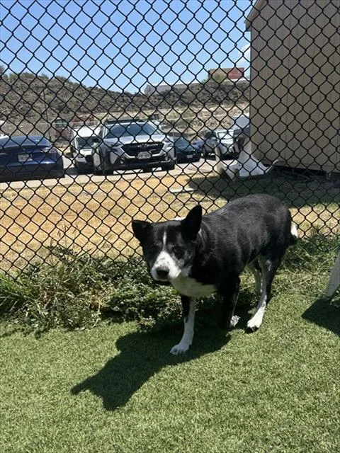 An adult large-sized female Border Collie dog named Milly for adoption in Dallas, TX