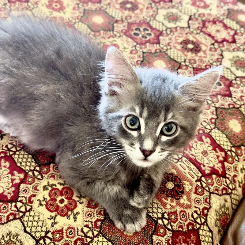 A baby small-sized male Gray / Blue / Silver Domestic Medium Hair cat named Grayson for adoption in Santa Rosa, CA