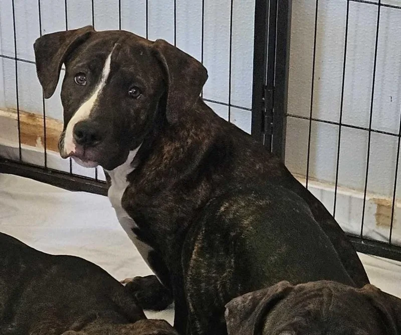 Hatterton thumbnail 2