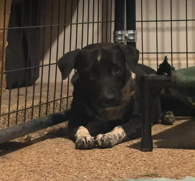 A young medium-sized female Black Cattle Dog dog named Etsy for adoption in Phoenix, AZ
