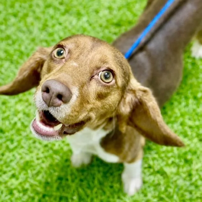 A baby small-sized female Brown / Chocolate Beagle dog named Julie for adoption in Battle Creek, MI