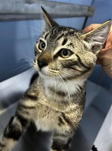 A baby small-sized male Domestic Short Hair cat named Leighton for adoption in San Bernardino, CA