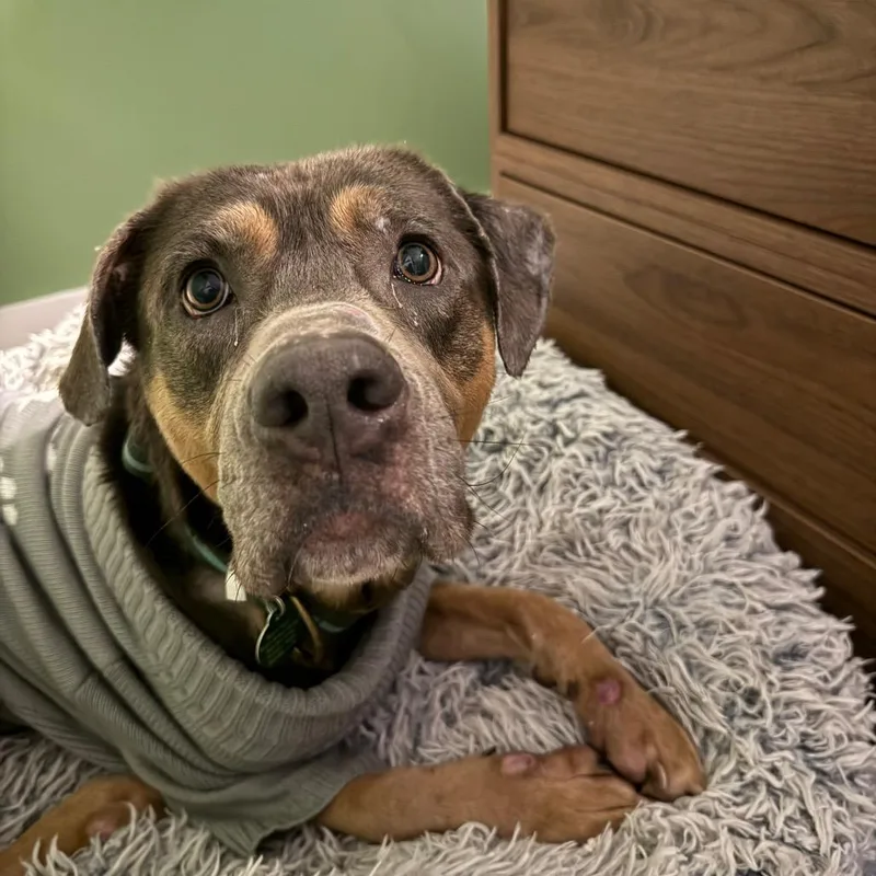 An adult large-sized male Gray / Blue / Silver Mixed Breed dog named Gonzo for adoption in Bellingham, WA