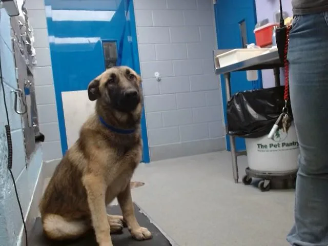 A young medium-sized male German Shepherd Dog dog named Roxie for adoption in Albuquerque, NM