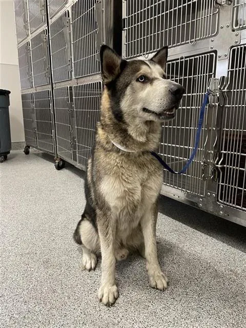 An adult large-sized male Husky dog named A for adoption in Houston, TX