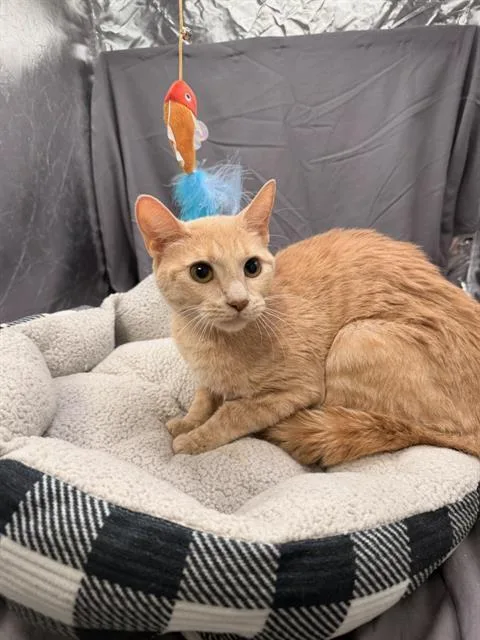 A young small-sized female Domestic Short Hair cat named Nadia for adoption in Appling, GA