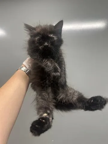 A baby small-sized female Domestic Short Hair cat named Caroline for adoption in San Martin, CA