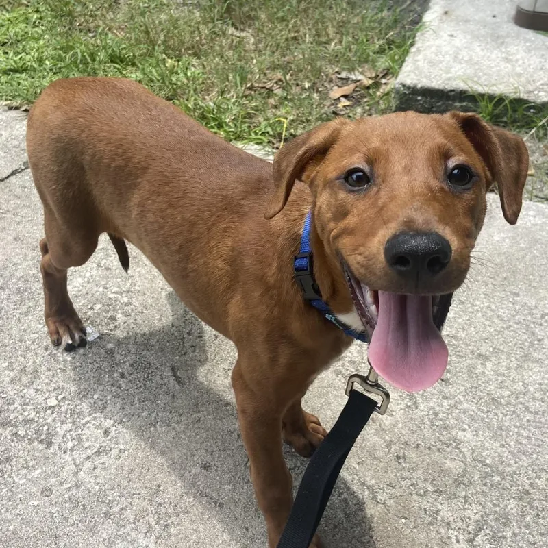A baby medium-sized female Red / Chestnut / Orange Rhodesian Ridgeback dog named Merlot for adoption in Sarasota, FL