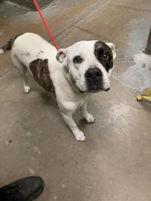 A young medium-sized female Mixed Breed dog named Mima for adoption in Dallas, TX