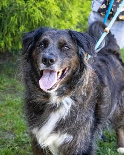 An adult medium-sized male Australian Shepherd dog named Ramsey for adoption in Fallston, MD