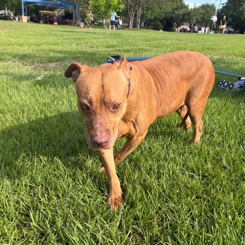 An adult medium-sized female Golden American Staffordshire Terrier dog named Canela for adoption in Houston, TX