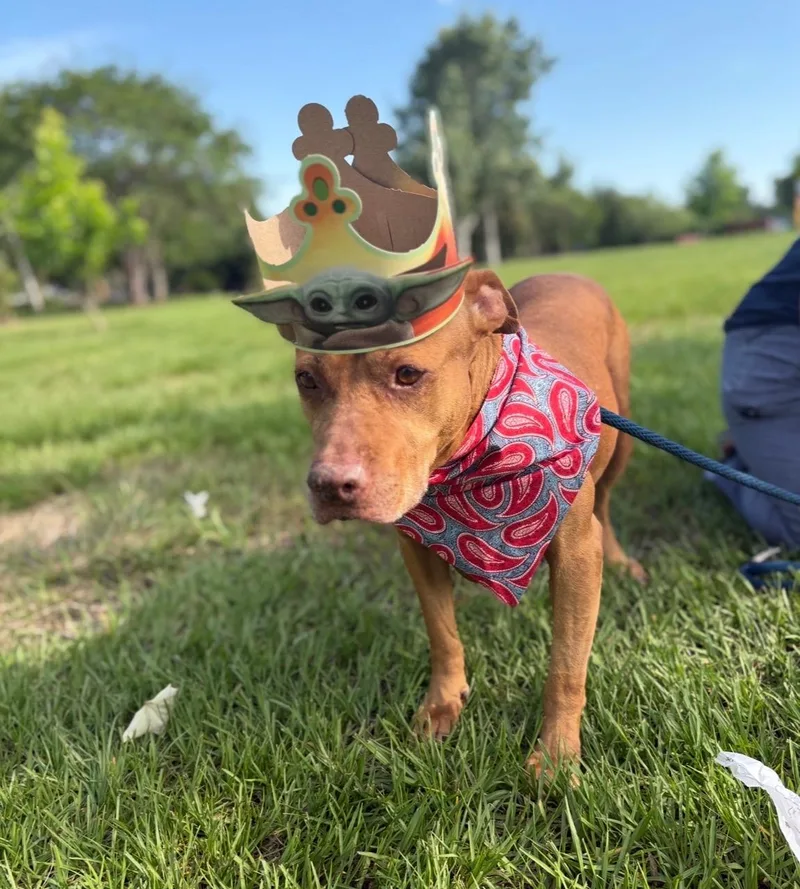 Canela thumbnail 4