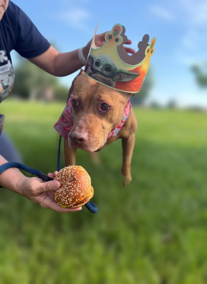 Canela thumbnail 5