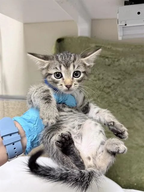 A baby small-sized male Domestic Short Hair cat named Theodore for adoption in Riverside, CA