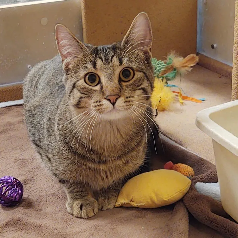 A senior small-sized male Brown / Chocolate Domestic Short Hair cat named Alphonse for adoption in Rochester, MN