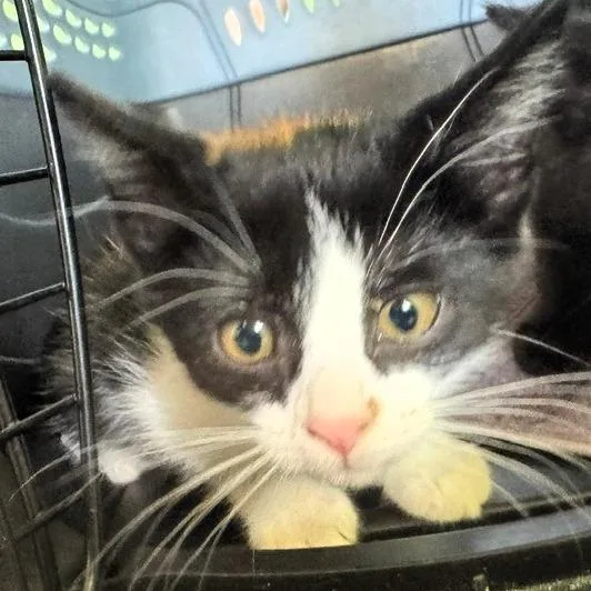 A baby small-sized female Domestic Short Hair cat named Delane for adoption in Shawnee, KS