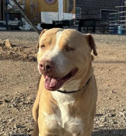 An adult large-sized male Yellow / Tan / Blond / Fawn Pit Bull Terrier dog named Sweet Mustard for adoption in El Paso, TX