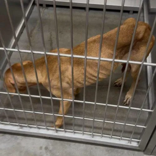 An adult medium-sized female Apricot / Beige Mixed Breed dog named Sassy for adoption in Verona, NJ