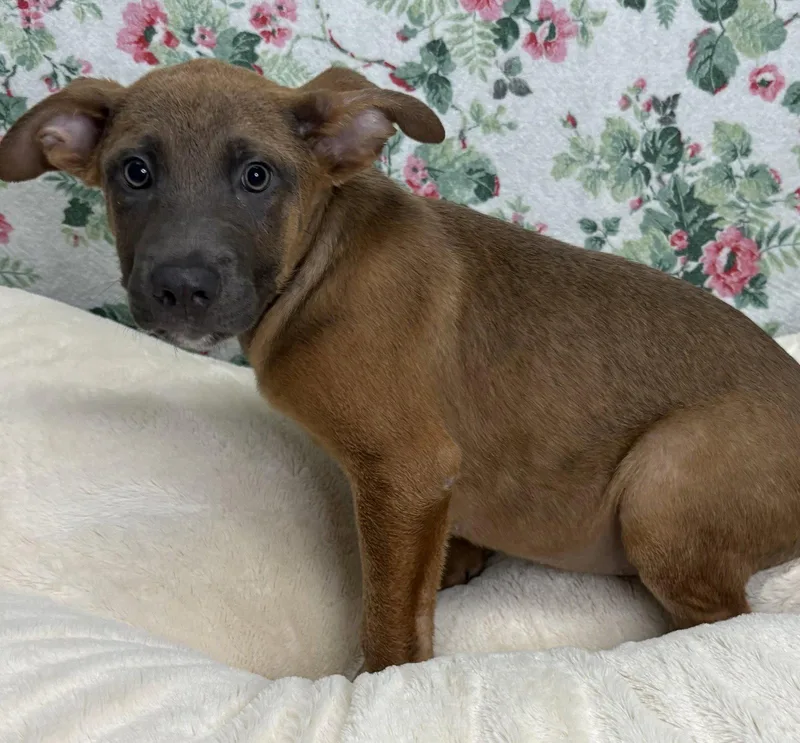 A young large-sized male Shepherd dog named Fletcher for adoption in Wetumpka, AL