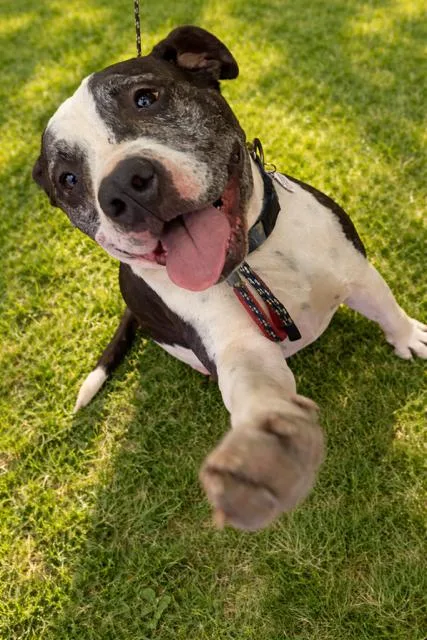 An adult medium-sized male Black American Staffordshire Terrier dog named Austin for adoption in Redondo Beach , CA