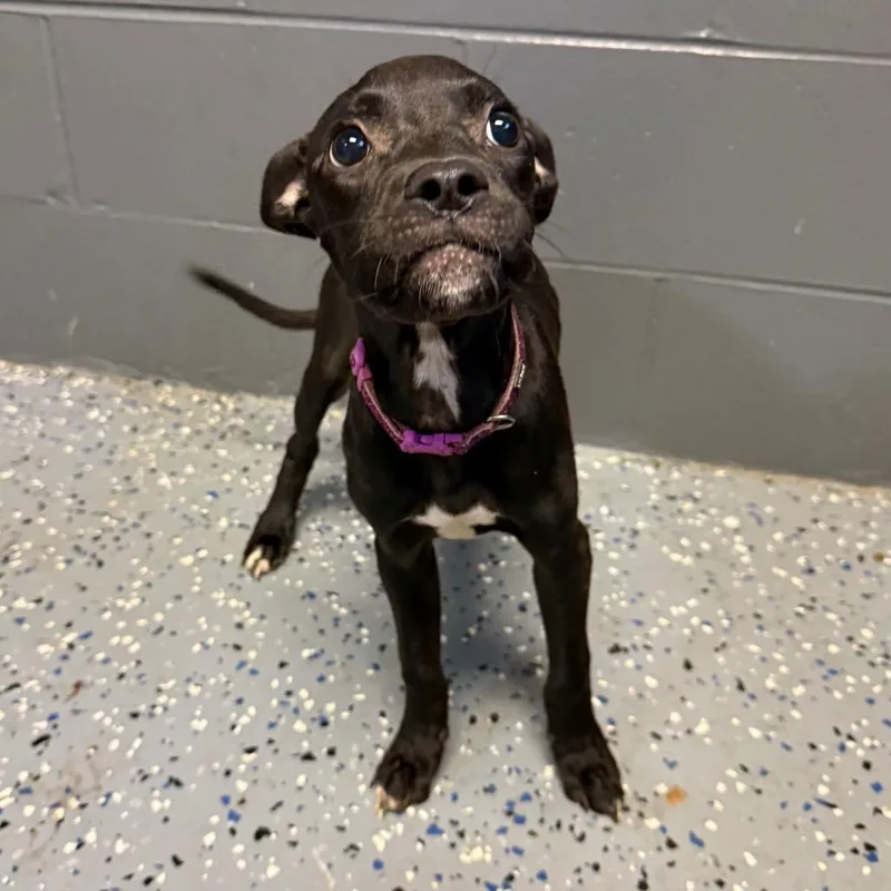 A baby small-sized female Pit Bull Terrier dog named Muffin for adoption in Tuscaloosa, AL