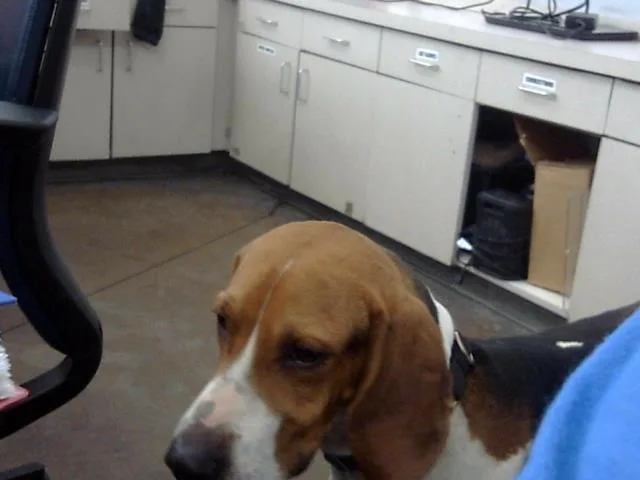 An adult large-sized male Mixed Breed dog named Slider for adoption in Dallas, TX