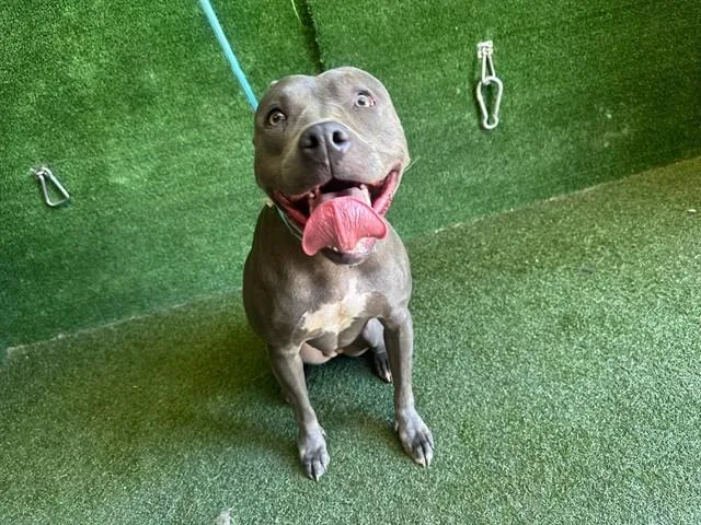 An adult large-sized female Pit Bull Terrier dog named Conchita for adoption in Lancaster, CA