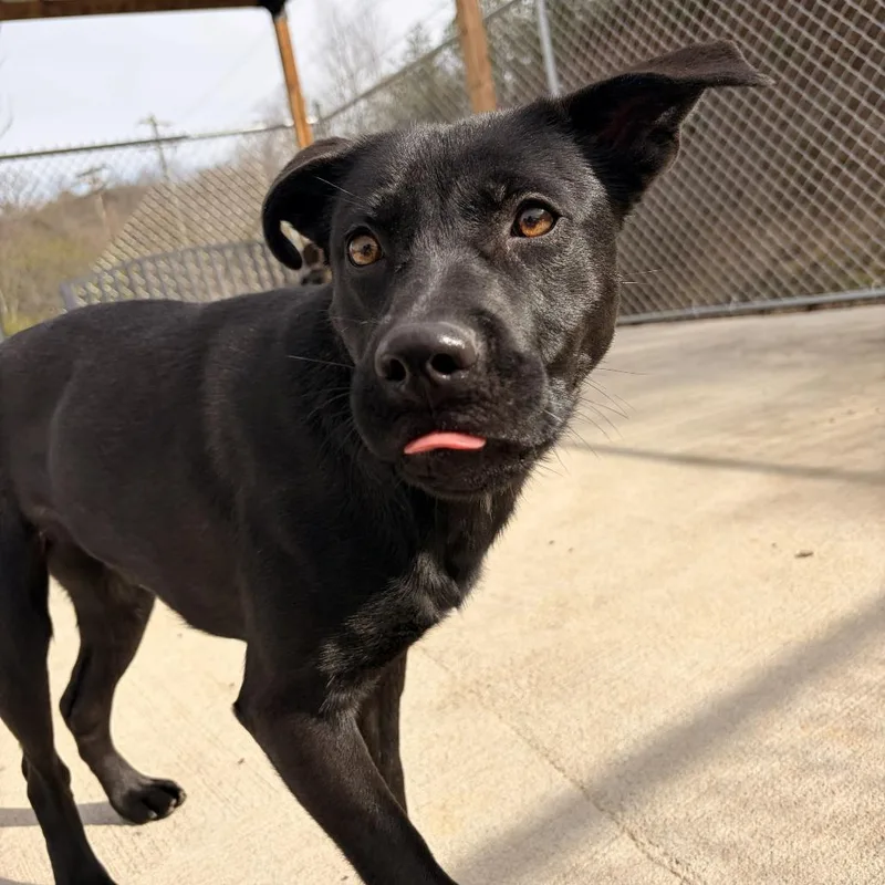 A young medium-sized female Black German Shepherd Dog dog named Bun for adoption in Franklin, NC