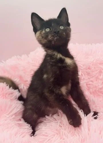 A baby medium-sized female Brown / Chocolate Tortoiseshell cat named Butterfree for adoption in Covington, LA