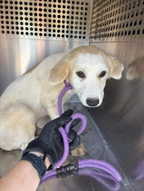 A baby large-sized female Great Pyrenees dog named Rylee for adoption in Mesa, AZ