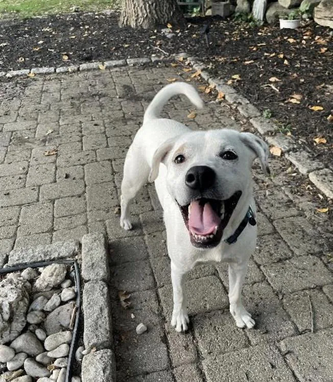 An adult medium-sized male White / Cream Bulldog dog named Buster for adoption in Uxbridge, MA