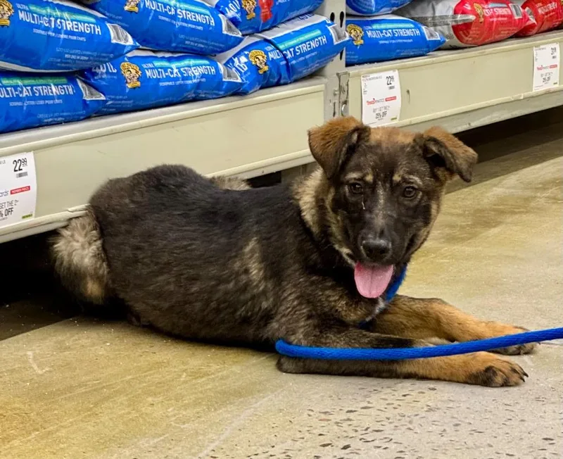 A baby medium-sized female Shepherd dog named Shianne for adoption in Fort Lupton, CO