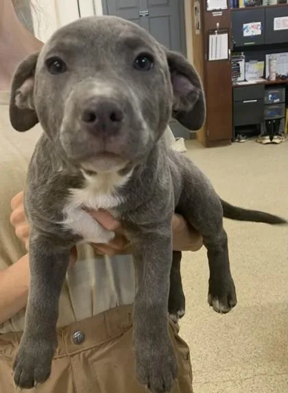 A young small-sized male Pit Bull Terrier dog named Hansel for adoption in Conway, AR