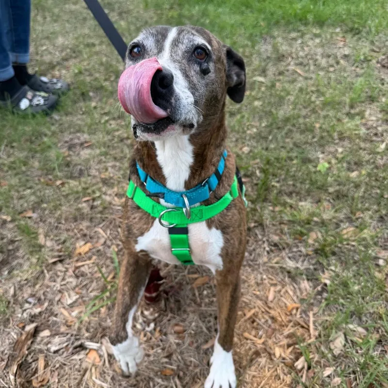 A senior medium-sized female Brindle Plott Hound dog named Bella for adoption in Clearwater, FL
