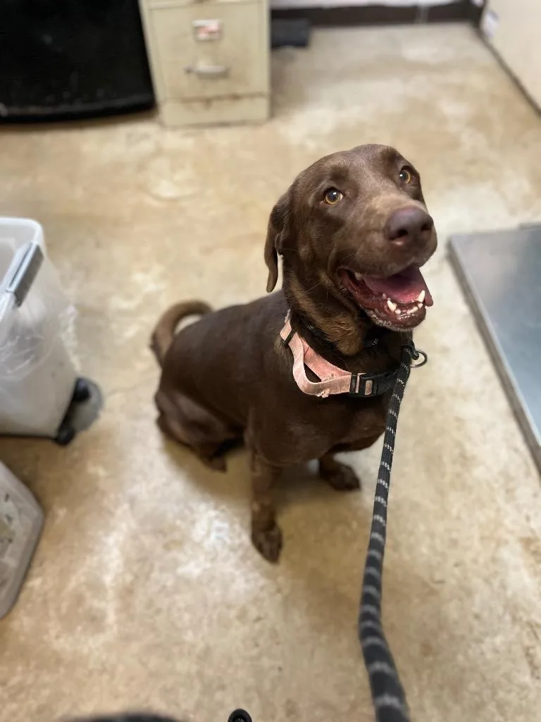 An adult large-sized female Labrador Retriever dog named June for adoption in New Braunfels, TX
