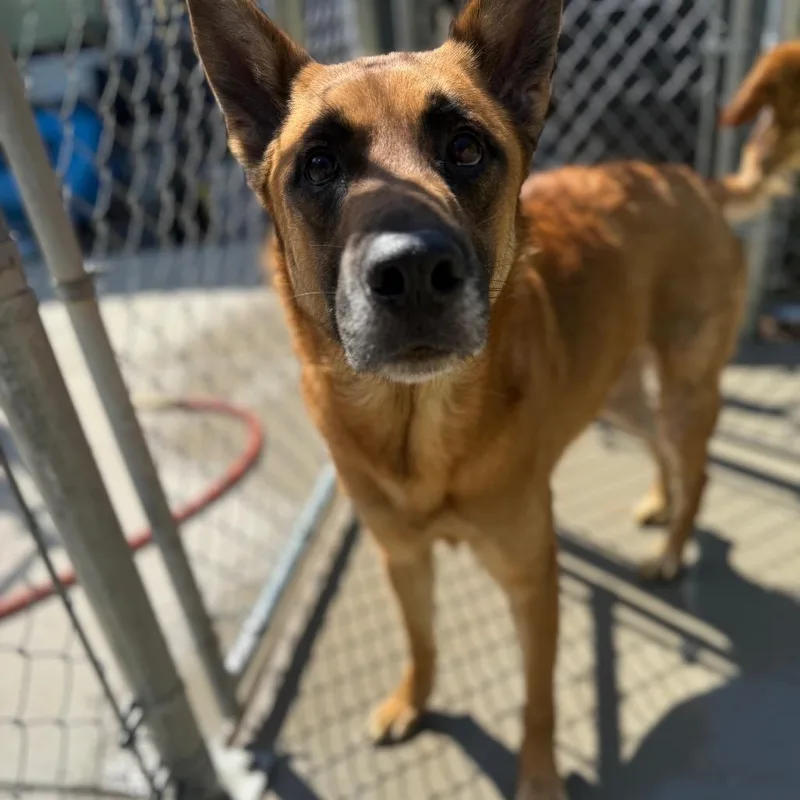 An adult large-sized male Yellow / Tan / Blond / Fawn Mixed Breed dog named Chief for adoption in Red House, WV