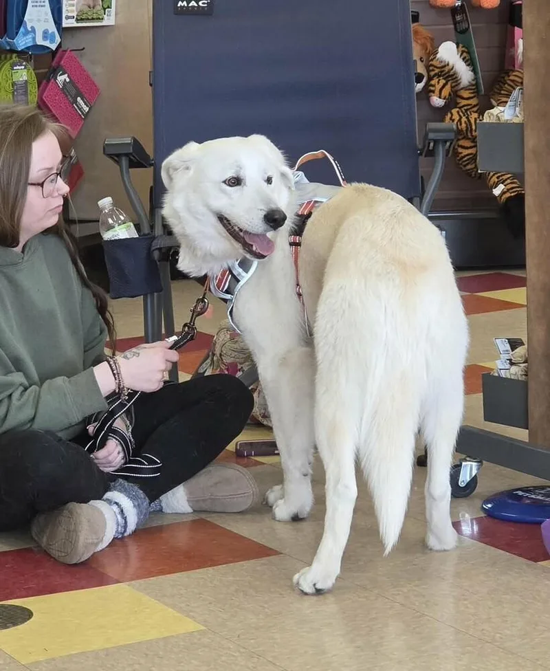 An adult medium-sized female White / Cream Great Pyrenees dog named Laya for adoption in Peoria, IL
