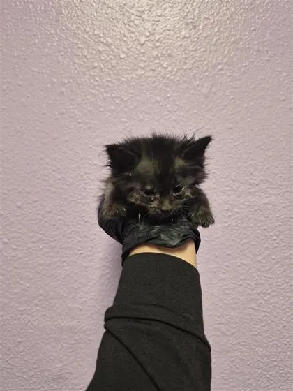 A baby small-sized female Black Domestic Short Hair cat named 61055302 for adoption in El Paso, TX