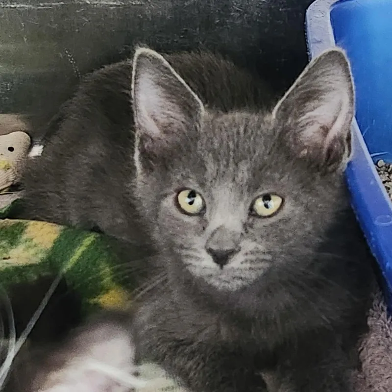 A baby small-sized female Gray / Blue / Silver Domestic Short Hair cat named Foggy for adoption in Columbia Station, OH