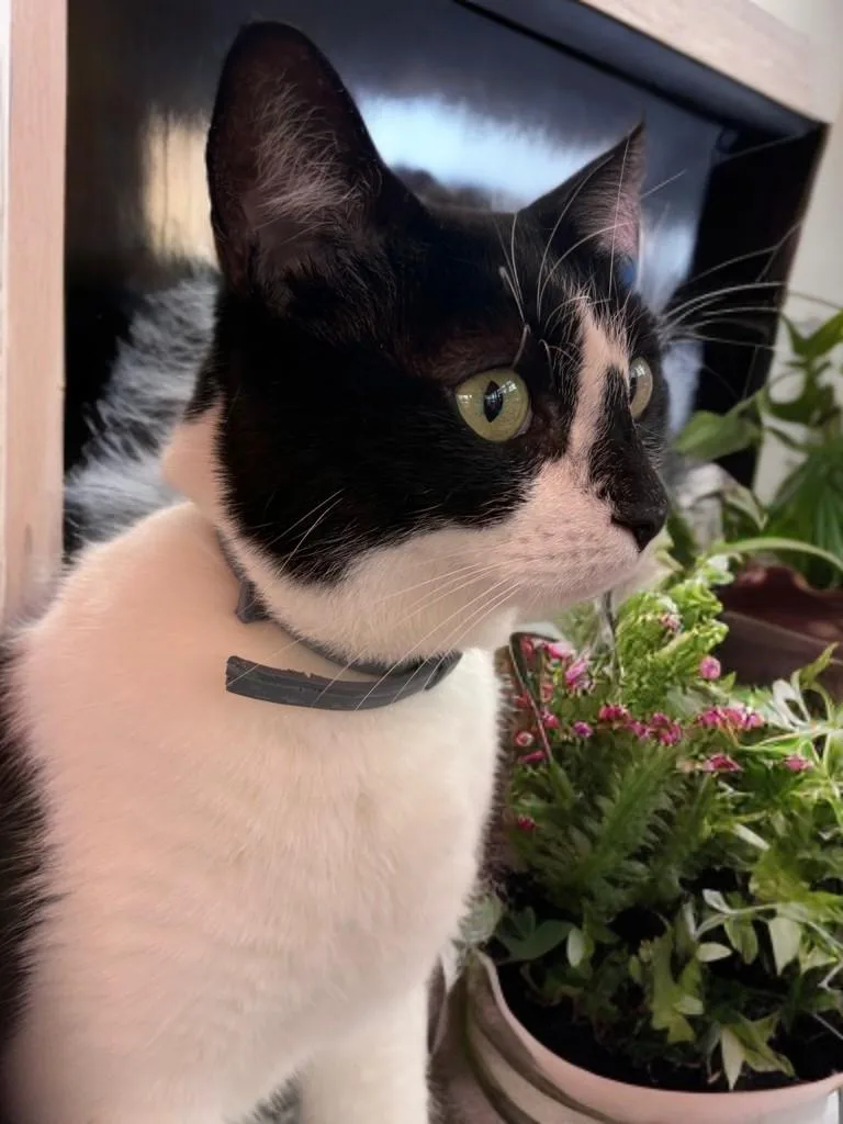 Hollygolightly thumbnail 4