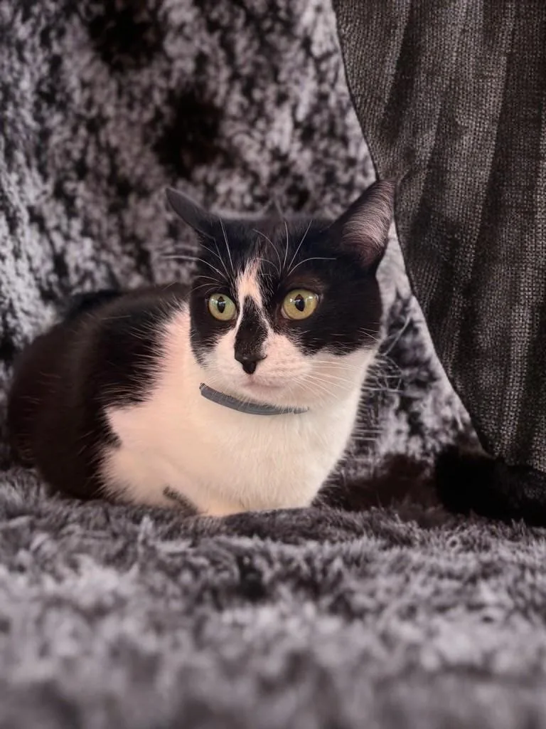 Hollygolightly thumbnail 5