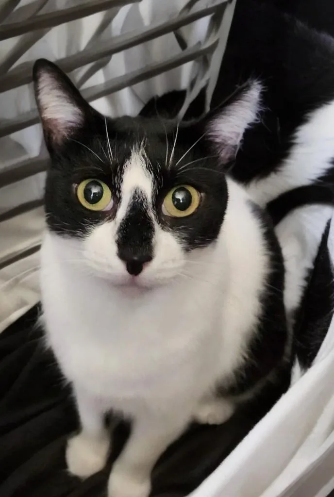 Hollygolightly thumbnail 6