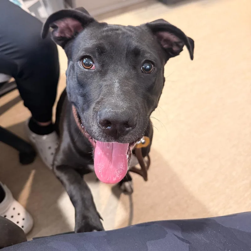 An adult medium-sized female Black Mixed Breed dog named Accord for adoption in Red House, WV